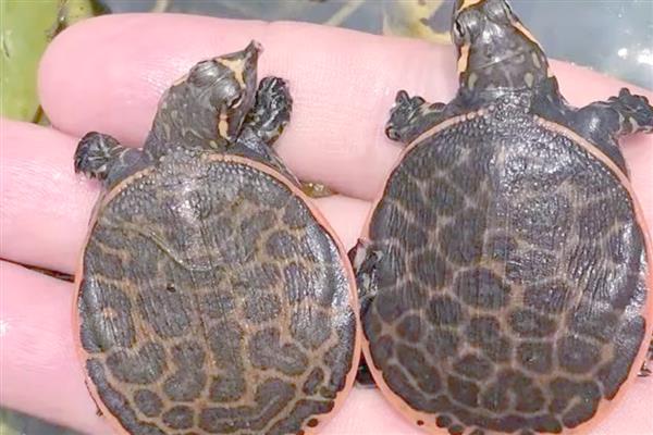 珍珠鳖与中华鳖有什么区别，体型、外形、生长速度都不同