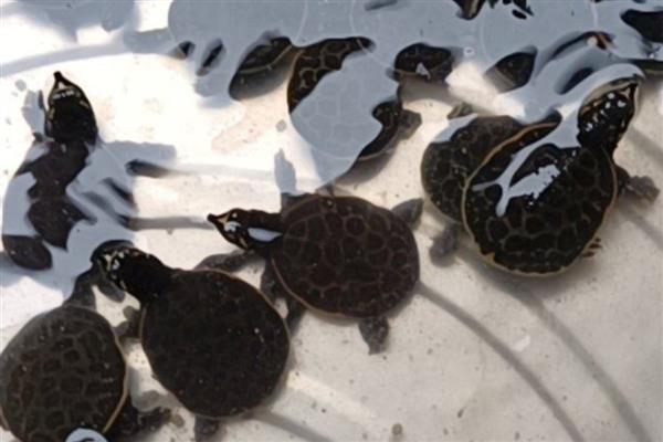 珍珠鳖与中华鳖有什么区别，体型、外形、生长速度都不同