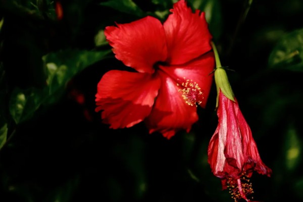 扶桑花的寓意,寓意新鲜的恋情、微妙的美等