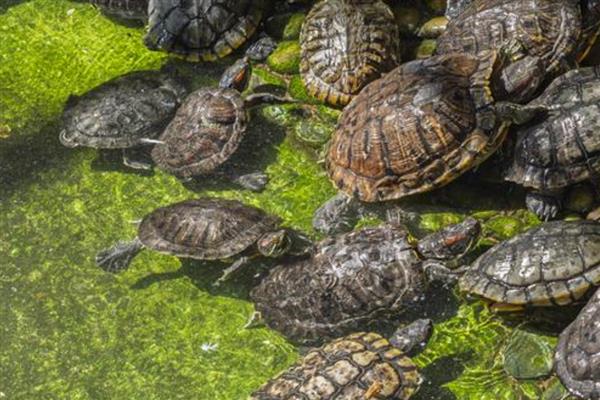 珍珠鳖与中华鳖有什么区别，体型、外形、生长速度都不同