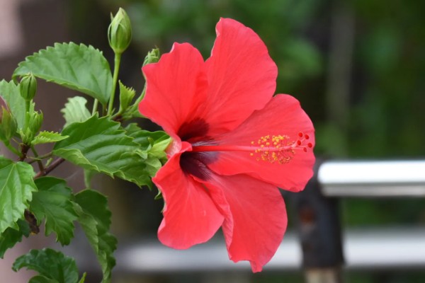 扶桑花的寓意,寓意新鲜的恋情、微妙的美等