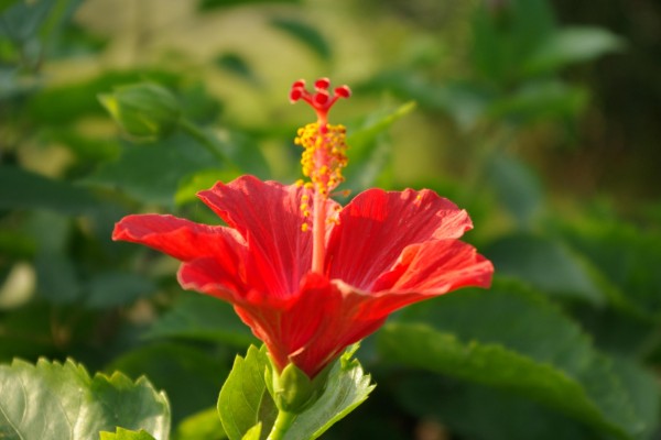 扶桑花的寓意,寓意新鲜的恋情、微妙的美等