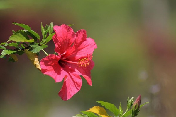 扶桑花的寓意,寓意新鲜的恋情、微妙的美等