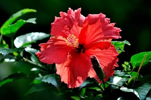 扶桑花的寓意,寓意新鲜的恋情、微妙的美等