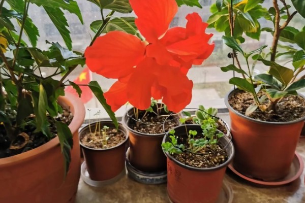 扶桑花的寓意,寓意新鲜的恋情、微妙的美等