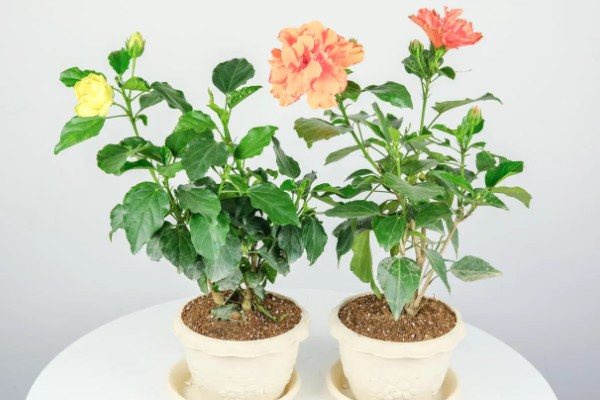 扶桑花的寓意,寓意新鲜的恋情、微妙的美等