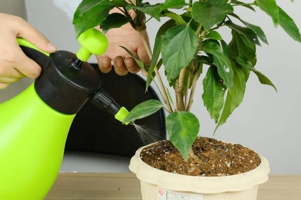 扶桑花的寓意,寓意新鲜的恋情、微妙的美等