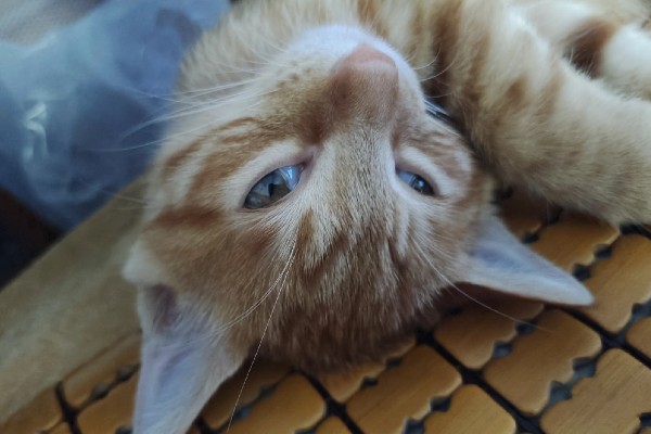 猫为何会睁着眼睛睡觉,可能是没有安全感、患有眼部疾病等因素所致