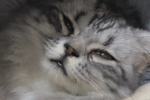 猫为何会睁着眼睛睡觉,可能是没有安全感、患有眼部疾病等因素所致