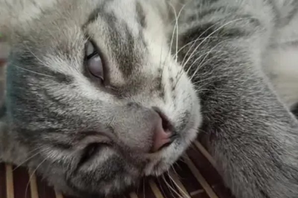 猫为何会睁着眼睛睡觉,可能是没有安全感、患有眼部疾病等因素所致