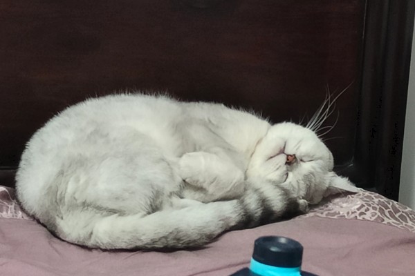 猫为何会睁着眼睛睡觉,可能是没有安全感、患有眼部疾病等因素所致