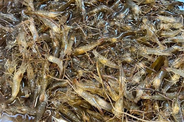 河虾吃什么，以枝角类、桡足类等浮游动物为食