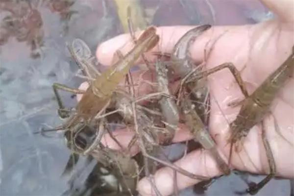 河虾吃什么，以枝角类、桡足类等浮游动物为食