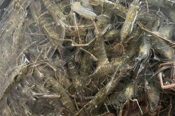 河虾吃什么，以枝角类、桡足类等浮游动物为食