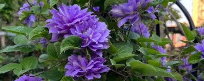 重瓣铁线莲与转子莲的区别，叶片形态和花期均不同