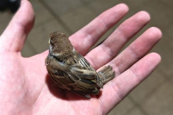 小麻雀的进食量,幼鸟每2-3小时饲喂一次