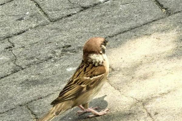 小麻雀的进食量,幼鸟每2-3小时饲喂一次