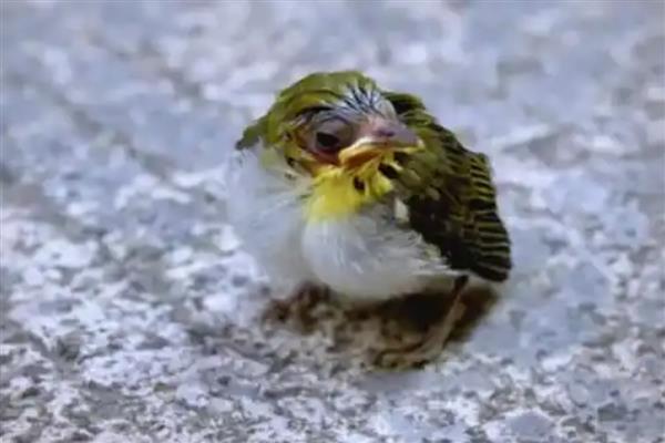 小麻雀的进食量,幼鸟每2-3小时饲喂一次