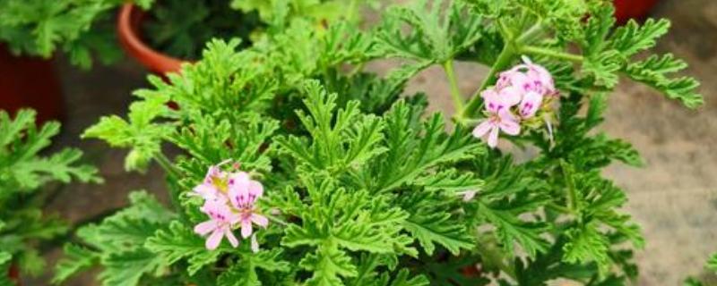 驱蚊草能不能在卧室中养殖,养在卧室中可以驱除蚊虫