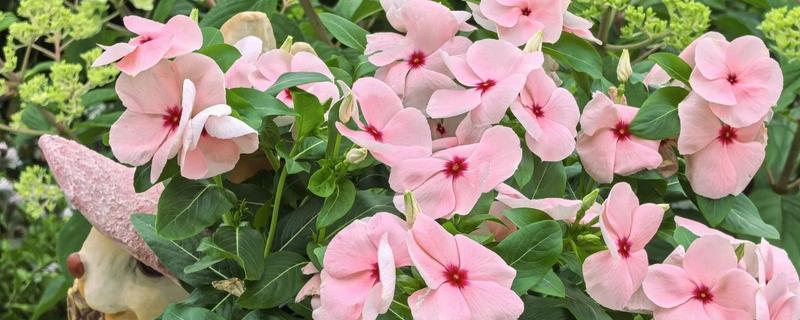 长春花怎么繁殖，撒播种子并覆盖细土