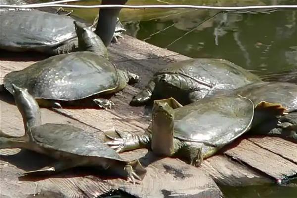 甲鱼的养殖方式，每天可以投喂3次