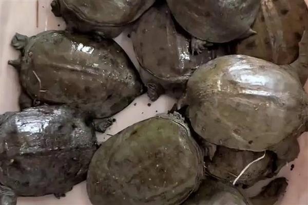 甲鱼的养殖方式，每天可以投喂3次