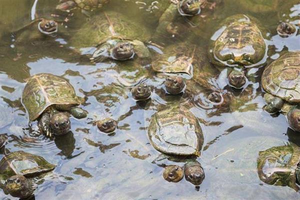甲鱼的养殖方式，每天可以投喂3次