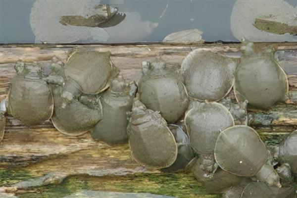 甲鱼的养殖方式，每天可以投喂3次