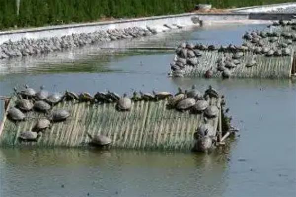 甲鱼的养殖方式，每天可以投喂3次