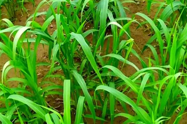 谷子如何种植，基肥以腐熟的农家肥为主