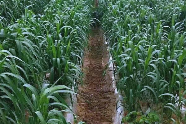 谷子如何种植，基肥以腐熟的农家肥为主