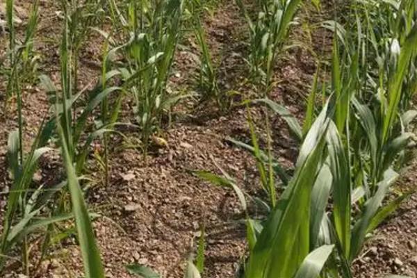 谷子如何种植，基肥以腐熟的农家肥为主
