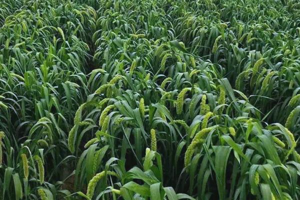 谷子如何种植，基肥以腐熟的农家肥为主