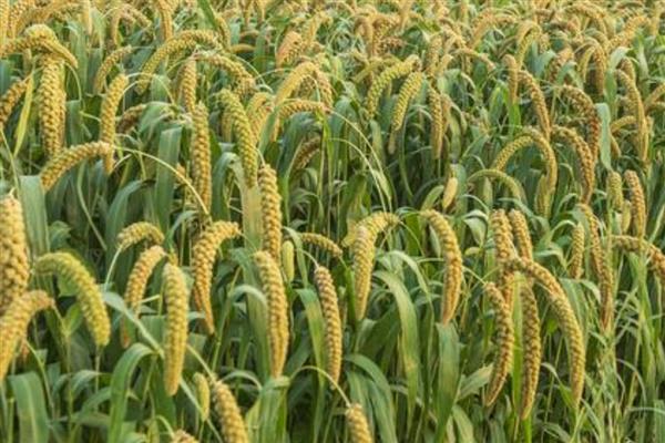 谷子如何种植，基肥以腐熟的农家肥为主