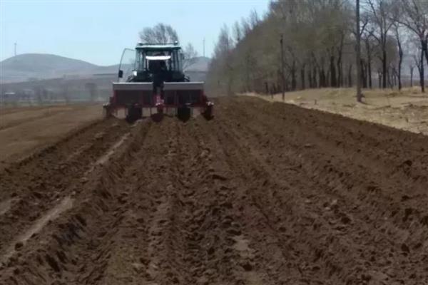 毛豆如何种植,每个穴播种4-5颗