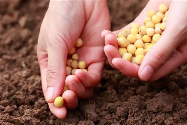 毛豆如何种植,每个穴播种4-5颗