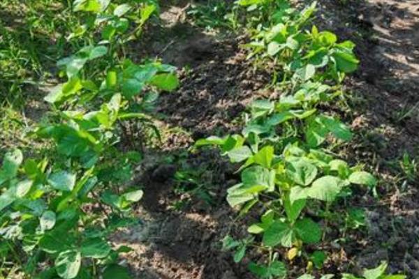 毛豆如何种植,每个穴播种4-5颗