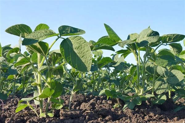 毛豆如何种植,每个穴播种4-5颗