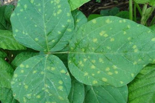 毛豆如何种植,每个穴播种4-5颗