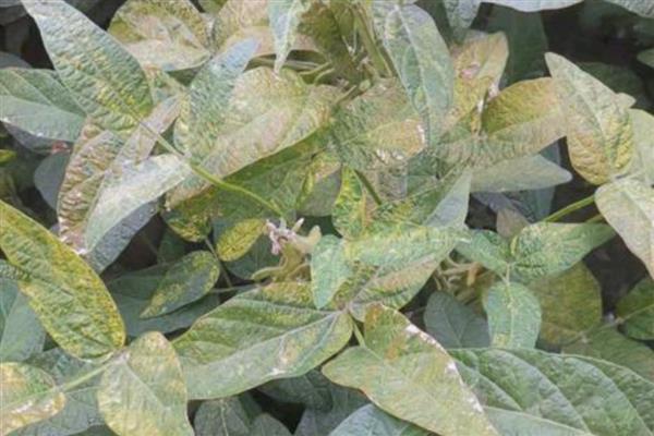 毛豆如何种植,每个穴播种4-5颗