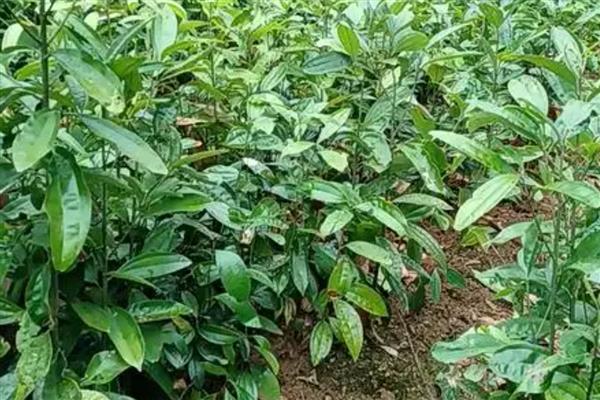 肉桂的田间管理方法，种植后3年左右要整形修剪