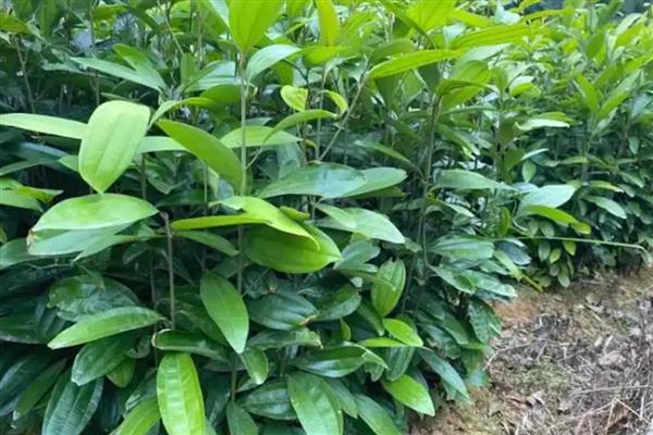 肉桂的田间管理方法，种植后3年左右要整形修剪