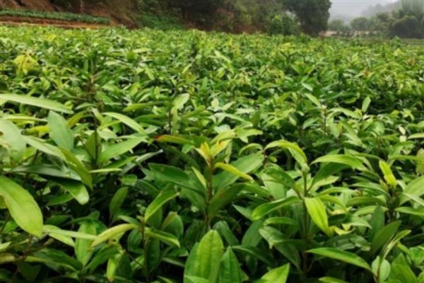 肉桂的田间管理方法，种植后3年左右要整形修剪