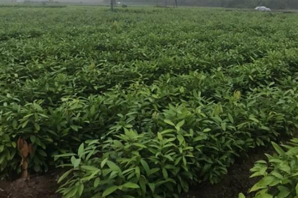 肉桂的田间管理方法，种植后3年左右要整形修剪