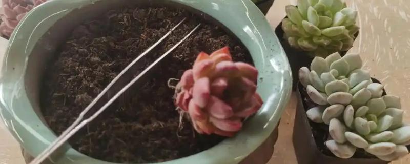 如何栽培砍下来的多肉，用生根溶液浸泡并晾干后再种植