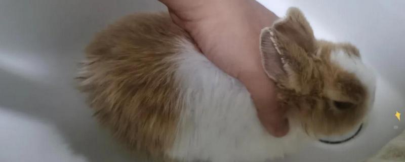 兔子能不能洗澡，洗澡不能过于频繁