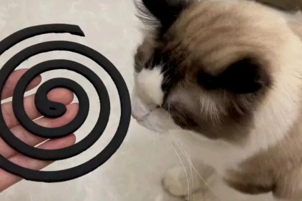 蚊香对猫是否有害,会危害肝脏和神经系统