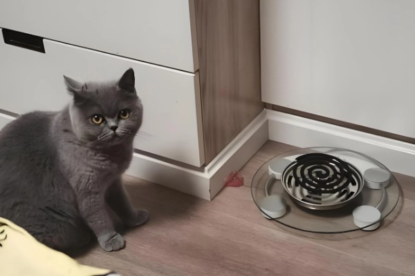 蚊香对猫是否有害,会危害肝脏和神经系统