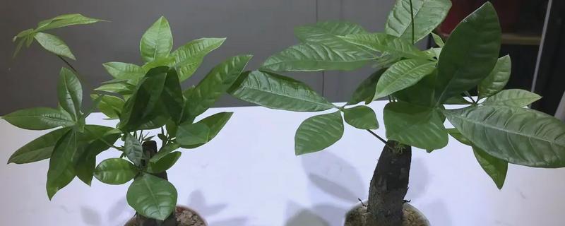 招财树是哪种植物，一般是指光瓜栗