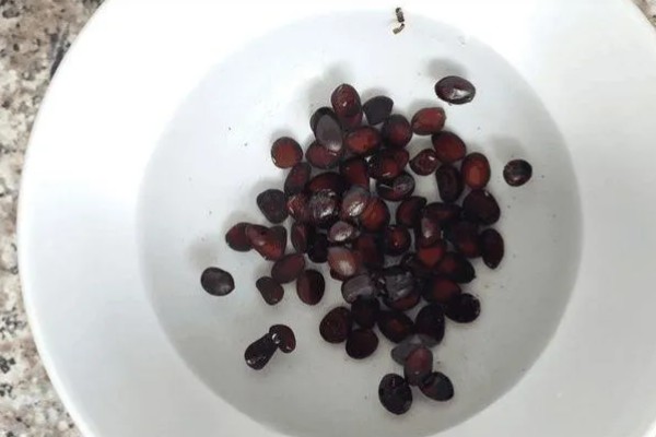 种植无籽西瓜的方法,苗期亩施尿素5公斤